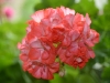 Пеларгония Ingrid/Grigsbo