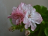 Пеларгония Zumra Joy