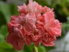 Пеларгония Swainham Pomergrante