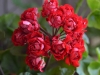 Пеларгония Vectis Rosebud
