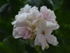 Пеларгония Sharon Luise