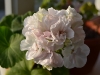 Пеларгония Brixworth Pearl