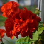 Пеларгония Orangesonne