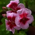  Americana Rose Mega Splash 