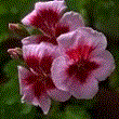 Пеларгония Americana Rose Mega Splash
