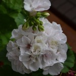 Пеларгония Highfield» s Candy Floss