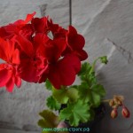 Пеларгония Sutarves Reem