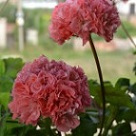 Пеларгония Powder Puff