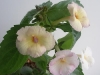 Ахименес Achimenes `Cote d`Ivoire`
