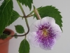 Ахименес Achimenes `Tetra Verschaffelt