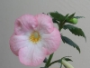  Achimenes `Vie en Rose`