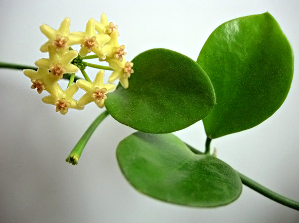  Hoya sp. n. g. Biakensis 