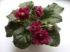 Фиалка Ness Antique Red (Несс Антик Ред)