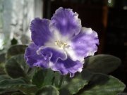 Фиалка Taffeta Blue