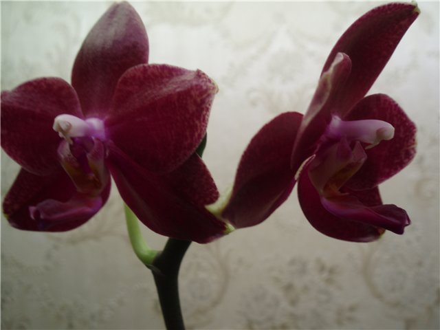  Phalaenopsis Sogo RoseSogo 