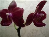 Орхидея Phalaenopsis Sogo Rose’Sogo’
