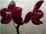  Phalaenopsis Sogo RoseSogo