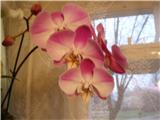  Phalaenopsis