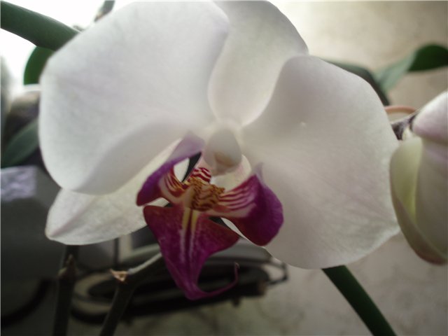  Phalaenopsis 