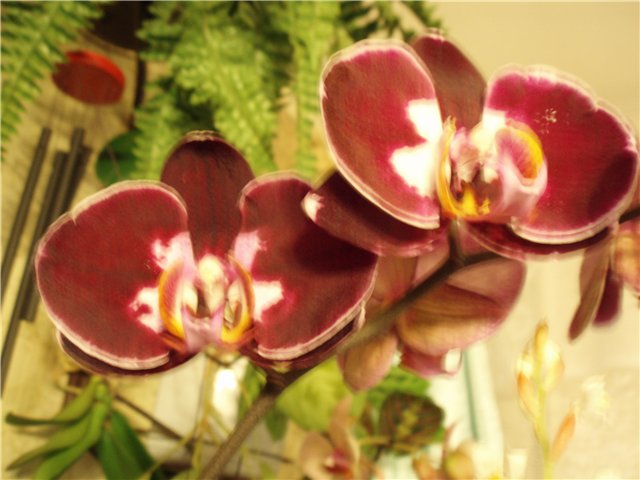  Phalaenopsis  Ever Spring 'King David' 