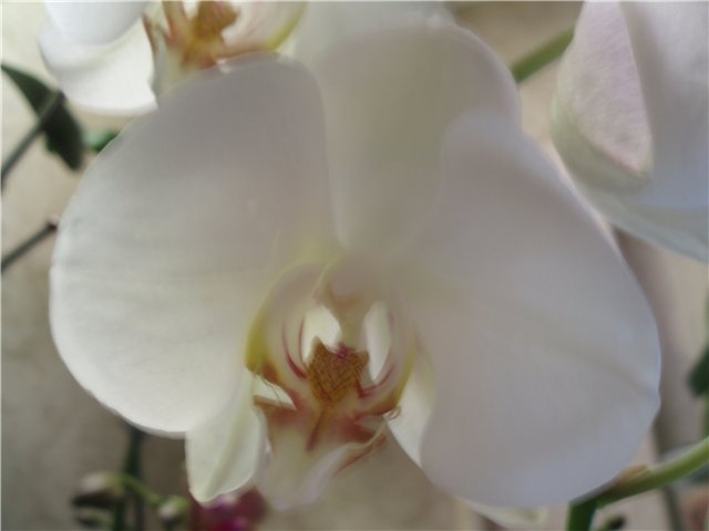  Phalaenopsis 'Candid Queen' 