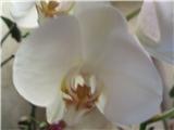 Орхидея Phalaenopsis 'Candid Queen'