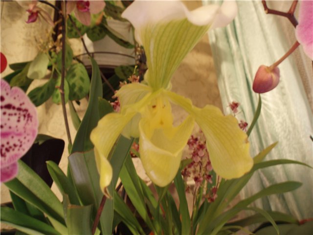 Орхидея Paphiopedilum insigne var. sanderae 