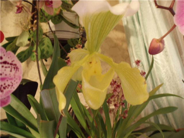  Paphiopedilum insigne var. sanderae 