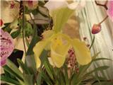  Paphiopedilum insigne var. sanderae