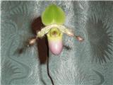Орхидея Paphiopedilum pinockio