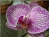 Орхидея Phalaenopsis malibu bistro
