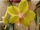 Орхидея Phalaenops Magic Kiss