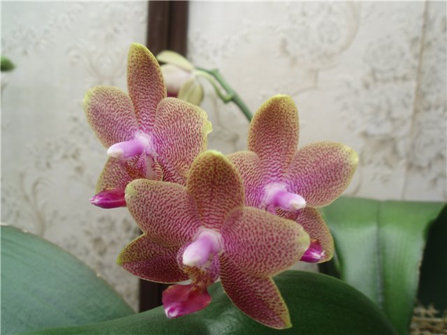  Phalaenopsis Brother Pepride 