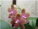 Орхидея Phalaenopsis Brother Pepride