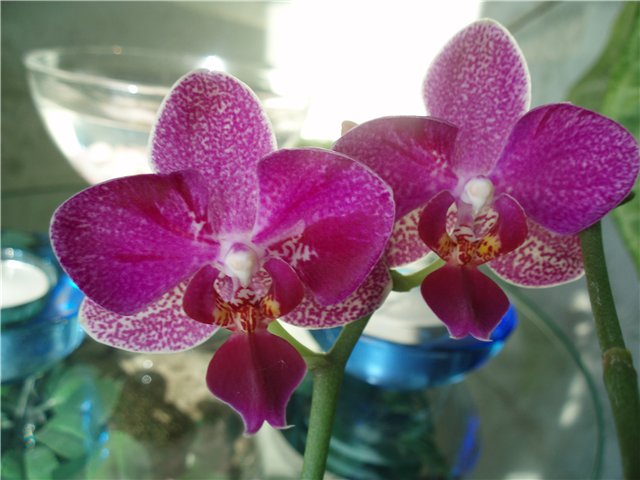  Phalaenopsis 