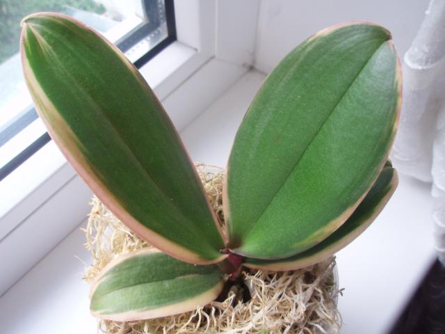  Phalaenopsis Matou Freed 'Leave Mutation' ( Zuma Dancer x Chiali Freed) 