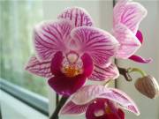 Орхидея Drts. Sogo Vivien