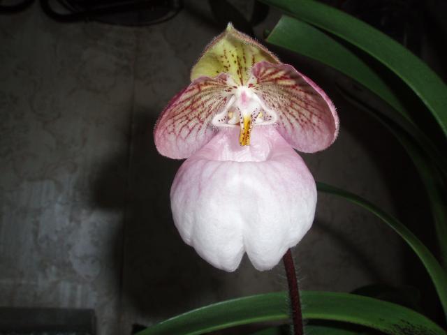  Paphiopedilum micranthum 