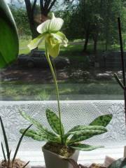 Орхидея Paphiopedilum maudiae