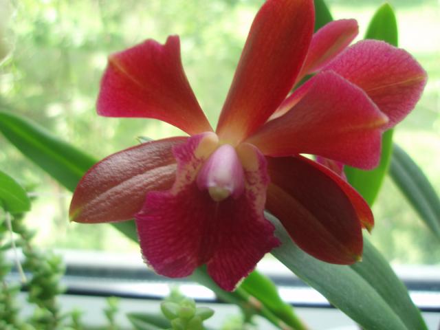  Cattleya 