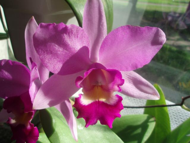  Cattleya 