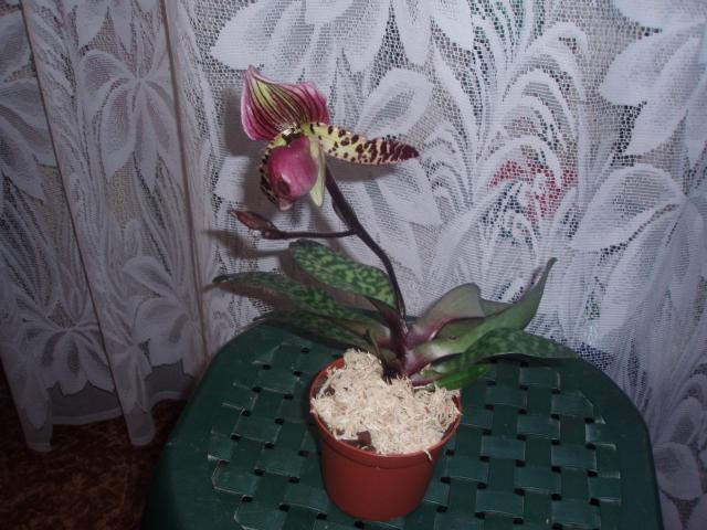 Орхидея Paphiopedilum 