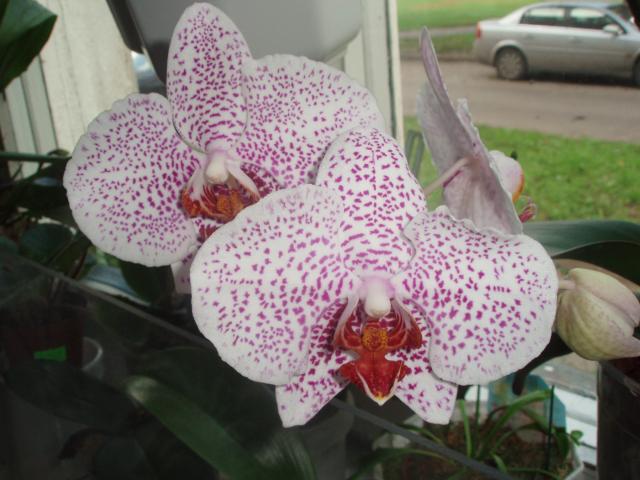  Phalaenopsis 