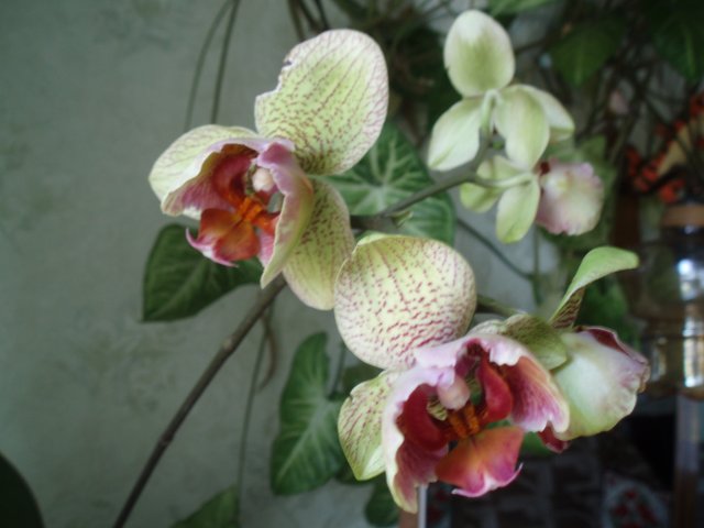  Phalaenopsis 