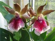 Орхидея Zygopetalum