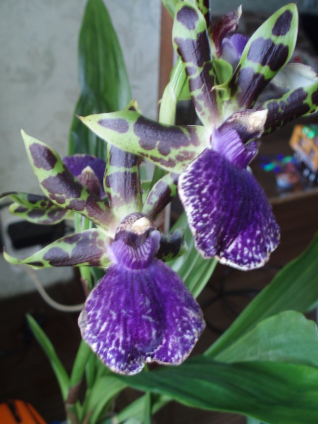 Орхидея Zygopetalum  'Louisendorf' 