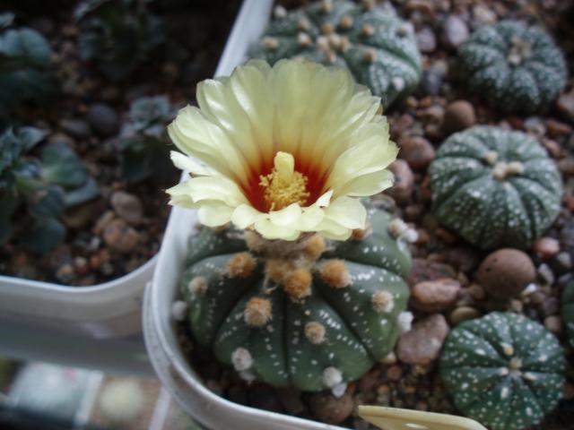  Astrophytum asterias (Zuccarini 1845) Lemaire 1868 