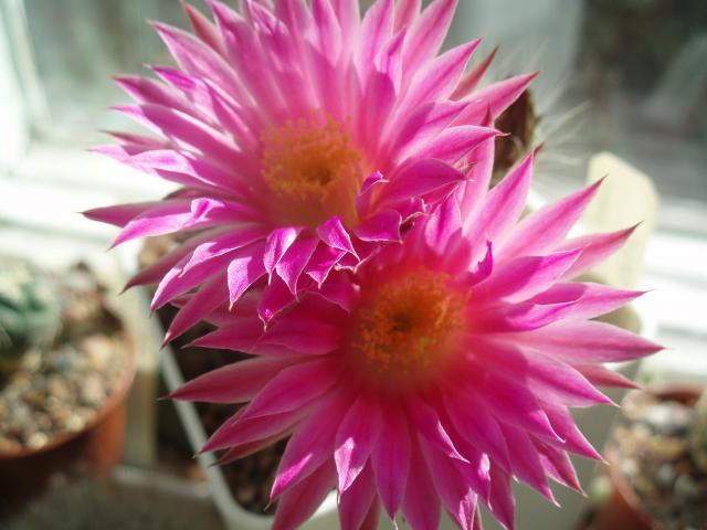  Echinocereus pulchellus (C. Mart.) F. Seitz 1870 