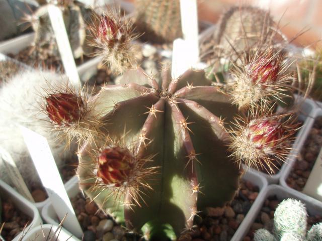  Echinocereus subinermis Salm-Dyck ex Scheer 1856 