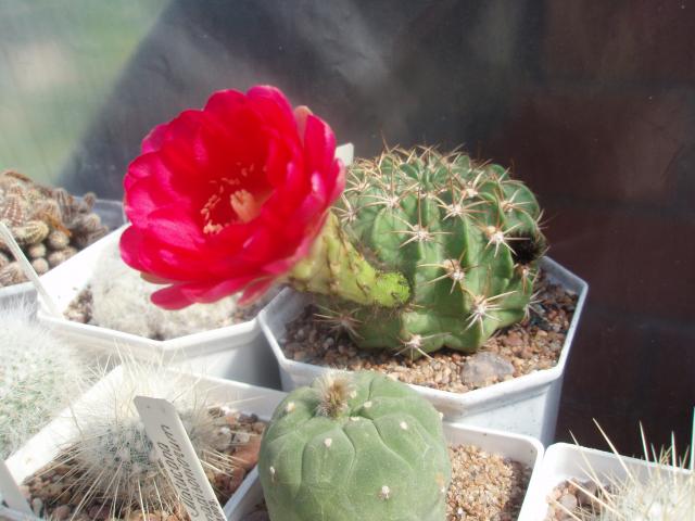  Echinopsis obrepanda var. purpurea 